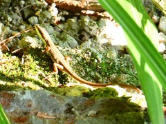 Takydromus intermedius