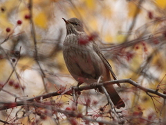Turdus atrogularis