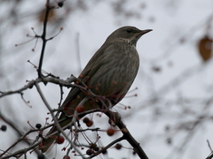 Turdus atrogularis