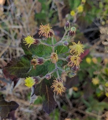 Brickellia peninsularis