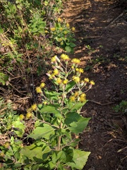 Brickellia peninsularis