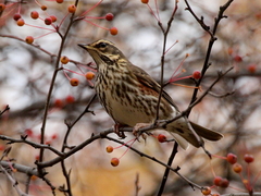 Turdus iliacus