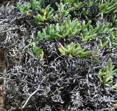 Ruschia lineolata