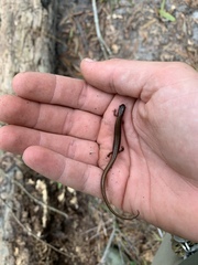 Eurycea quadridigitata