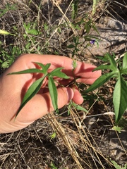 Ipomoea barbatisepala