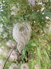 Clematis tangutica