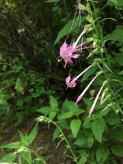 Ipomopsis macrosiphon