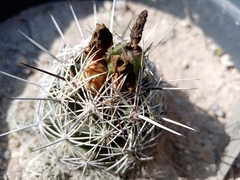 Coryphantha pseudoechinus