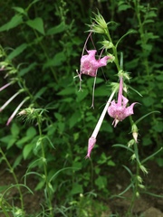 Ipomopsis macrosiphon