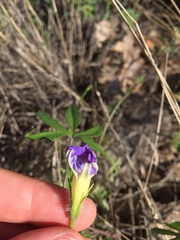 Ipomoea barbatisepala