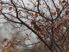 Turdus eunomus × naumanni