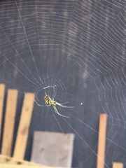 Leucauge argyrobapta image