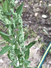 Chenopodium atrovirens