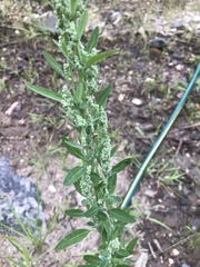 Chenopodium atrovirens