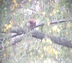 Sciurus vulgaris