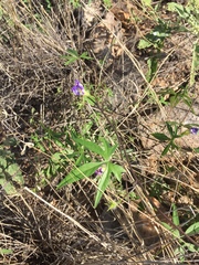 Ipomoea barbatisepala