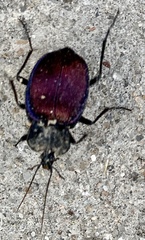 Scaphinotus elevatus