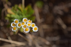 Erigeron socorrensis