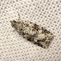 Acropolitis canana
