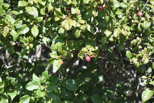 Guettarda insularis