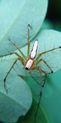 Oxyopes