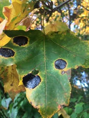 Rhytisma acerinum