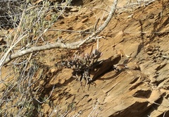 Adromischus filicaulis
