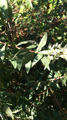 Lithospermum officinale