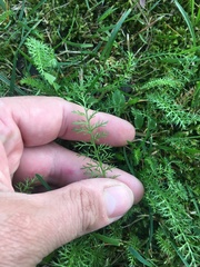 Achillea millefolium