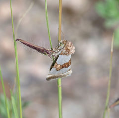 Schinia chryselloides