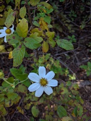 Bidens socorrensis