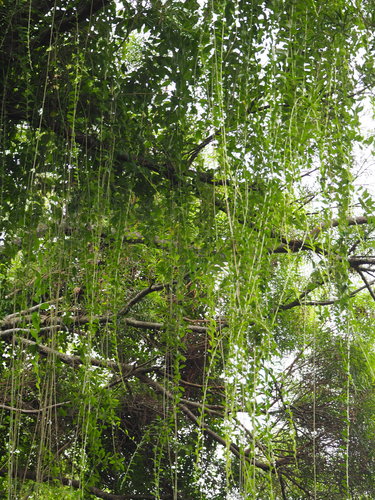 Tarlmounia elliptica