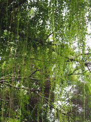 Tarlmounia elliptica