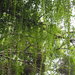 Vernonia elliptica - Photo no hay derechos reservados, subido por 葉子