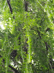 Tarlmounia elliptica