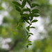 Tarlmounia elliptica - Photo no rights reserved, uploaded by 葉子