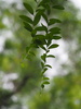 Tarlmounia elliptica - Photo no rights reserved, uploaded by 葉子