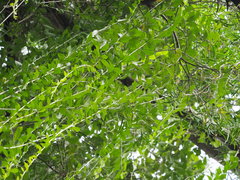 Tarlmounia elliptica