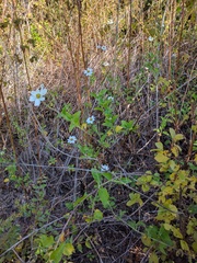Bidens socorrensis