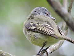 Phyllomyias zeledoni