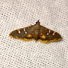 Prophantis