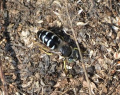 Bembix americana spinolae