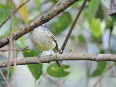 Phyllomyias zeledoni