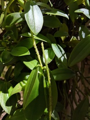 Peperomia socorronis