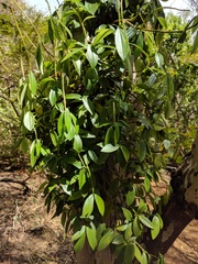 Peperomia socorronis