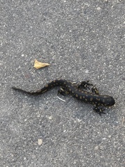 Ambystoma tigrinum