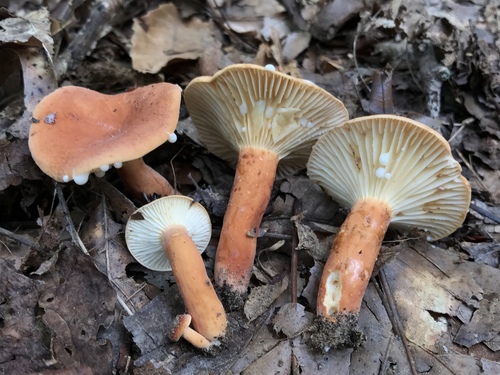 Lactarius hygrophoroides · iNaturalist