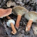 Lactarius hygrophoroides - Photo (c) Christian Schwarz, some rights reserved (CC BY-NC), uploaded by Christian Schwarz