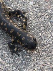 Ambystoma tigrinum