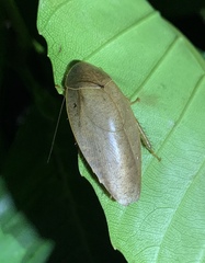 Pseudophoraspis nebulosa